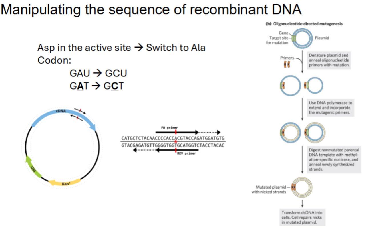 <p><span style="background-color: transparent;">Asp in the active site → Switch to Ala</span></p><p><span style="background-color: transparent;">Codon:</span></p><ul><li><p><span style="background-color: transparent;">GAU → GCU</span></p></li><li><p><span style="background-color: transparent;">GAT → GCT</span></p></li></ul><p></p>