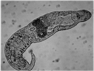 term image