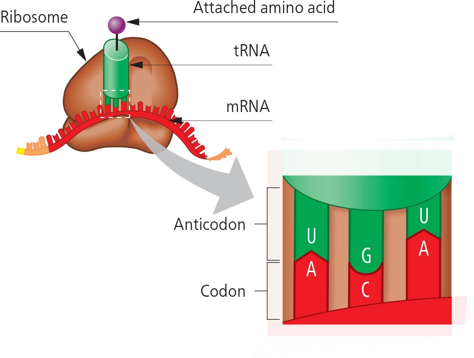 <p>The transfer RNA comes preloaded with the amino acid that matches the RNA sequence in the ____</p>