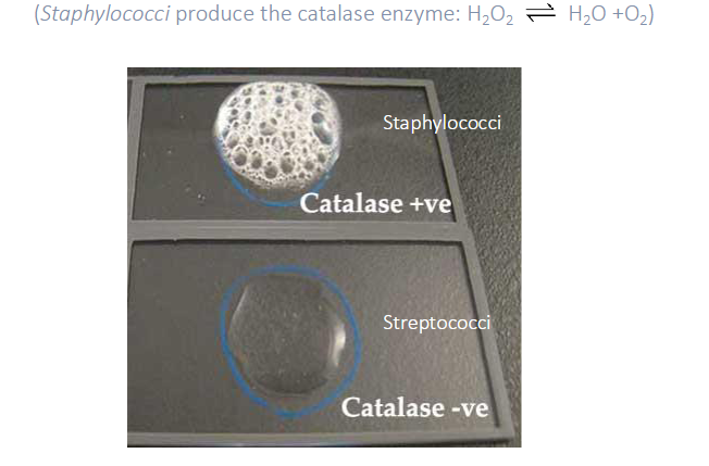<p>Catalase Reaction</p>
