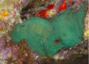 <p>what life form</p>