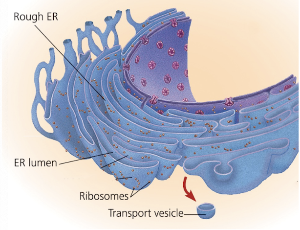 <p>Will any ER membrane proteins be packaged into transport vesicles?</p>