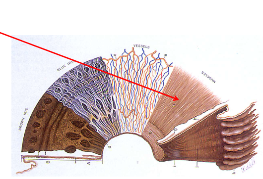 <ul><li><p>Radial muscle (fibres oriented like spokes, towards/away from pupil)</p></li><li><p>Sympathetic innervation</p><ul><li><p>Neurotransmitter: <strong>noradrenaline</strong></p></li><li><p>Receptor: adrenergic (α<sub>1</sub>)</p></li></ul></li><li><p>Action</p><ul><li><p>Dilation (mydriasis): Activation of the dilator</p></li><li><p>Constriction (miosis): Relaxation of the dilator</p></li></ul></li></ul><p></p>