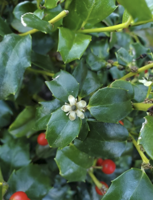 knowt flashcard image