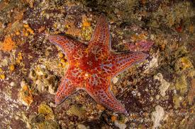 <p>What is the phylum and class?</p>