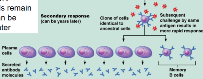 <p><span style="background-color: transparent;">Occurs during later exposure to the same antigen</span></p><ul><li><p><span style="background-color: transparent;">It’s much faster</span></p></li><li><p><span style="background-color: transparent;">Produces more antibodies</span></p></li><li><p><span style="background-color: transparent;">Memory B cells rapidly become plasma cells</span></p></li></ul><p></p>