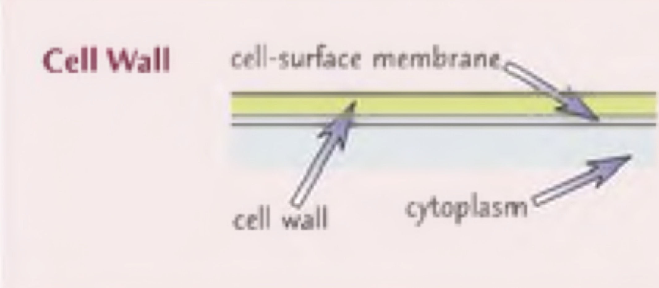 <p>A rigid structure that surrounds cells in plants and algae. It’s made mainly of the carbohydrate cellulose. In fungi, it’s made of chitin.</p>