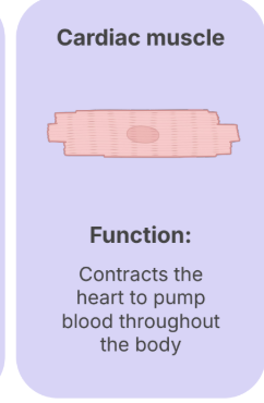<p><strong>Contracts </strong>the <strong>heart </strong>to pump <strong>blood </strong>throughout the body.</p>