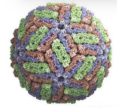 <p>Describe the <strong>Disease Symptoms</strong> of this waterborne virus:</p><p>-<strong>Hepatitis E</strong></p>
