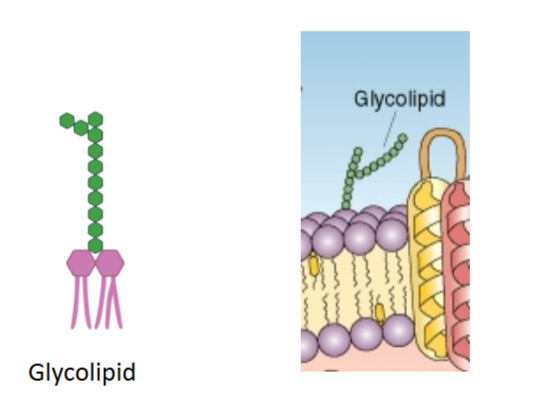 <p>phospholipids, glycolipids, cholesterol</p>