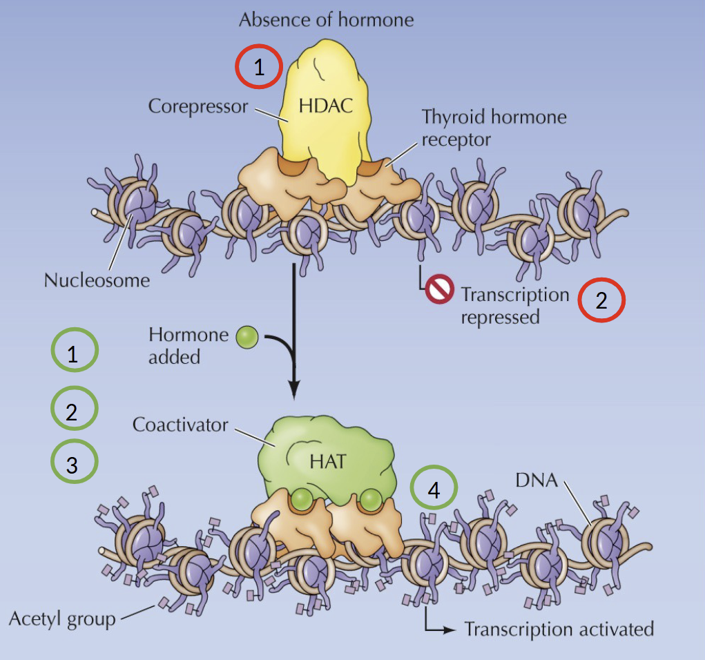 <p>Binds to its own recognition sites in DNA in the presence <u>or</u> absence of the hormone</p>