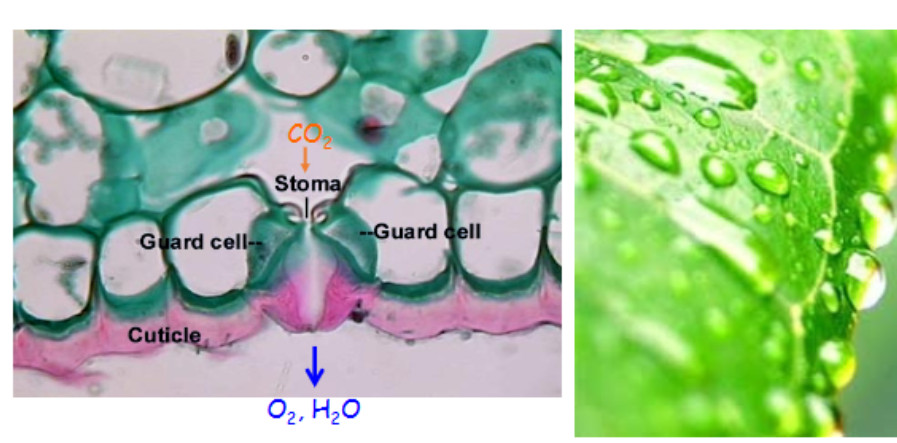 <p>-waxy coat stops desiccation</p><p>-pores needed to allow CO2/O2 exchange </p><p>→controllable stomata in most plants</p>