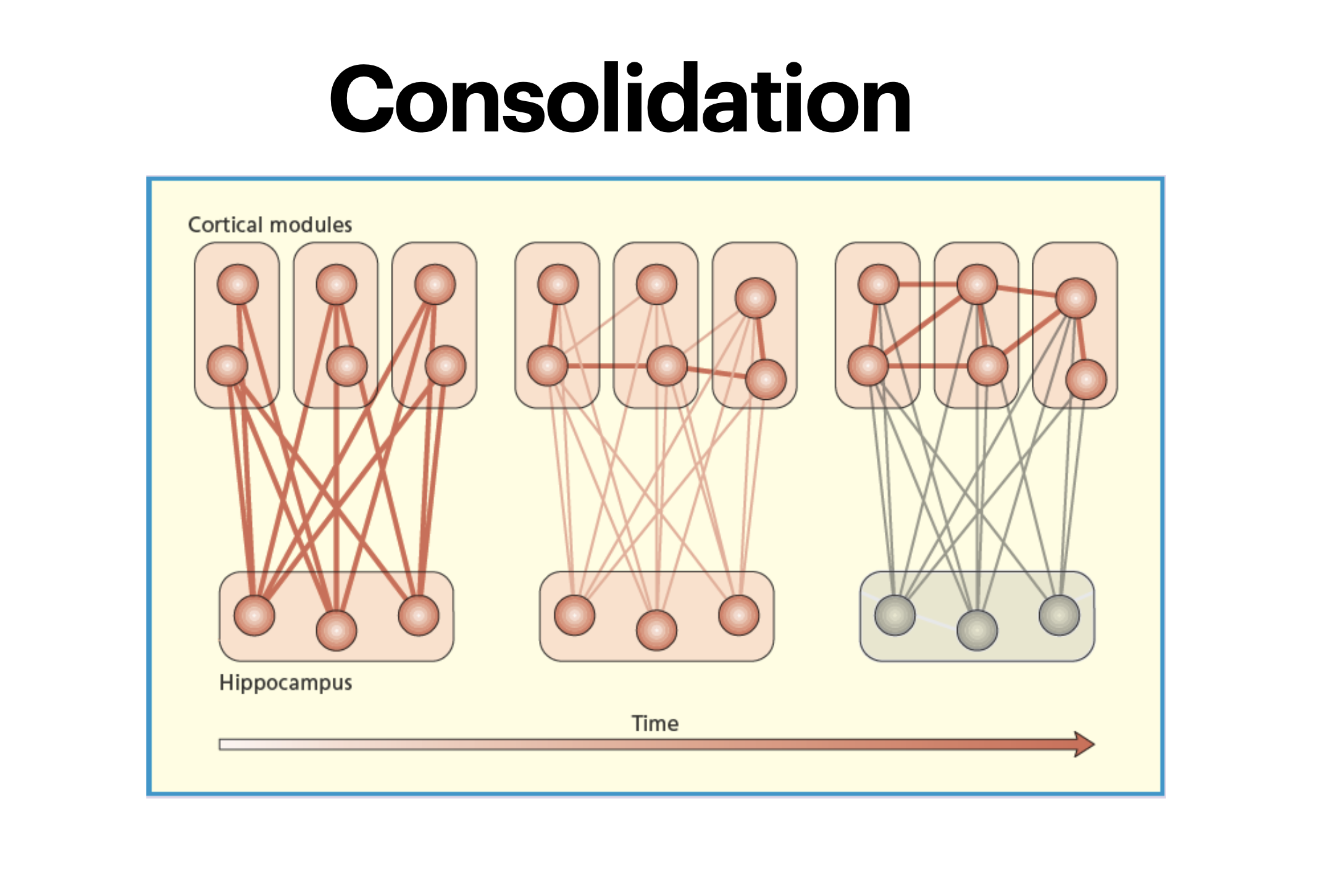 <ul><li><p>Different aspects of an event are stored in separate cortical regions </p></li><li><p>Hippocampus binds together info from different cortical areas </p></li><li><p>Over time, cortical regions form direct links between themselves and no longer require hippocampus as a ‘binder’</p></li></ul><p></p>