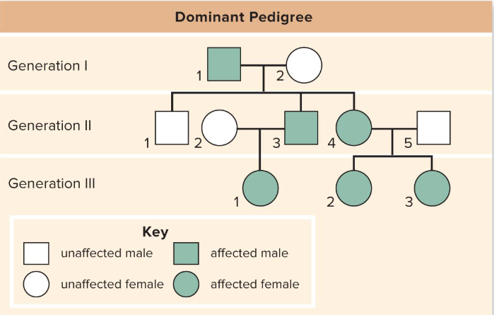 <p>Juvenile glaucoma<span style="background-color: transparent;"> causes degeneration of optic nerve leading to _______, and the dominant trait appears in every generation</span></p>