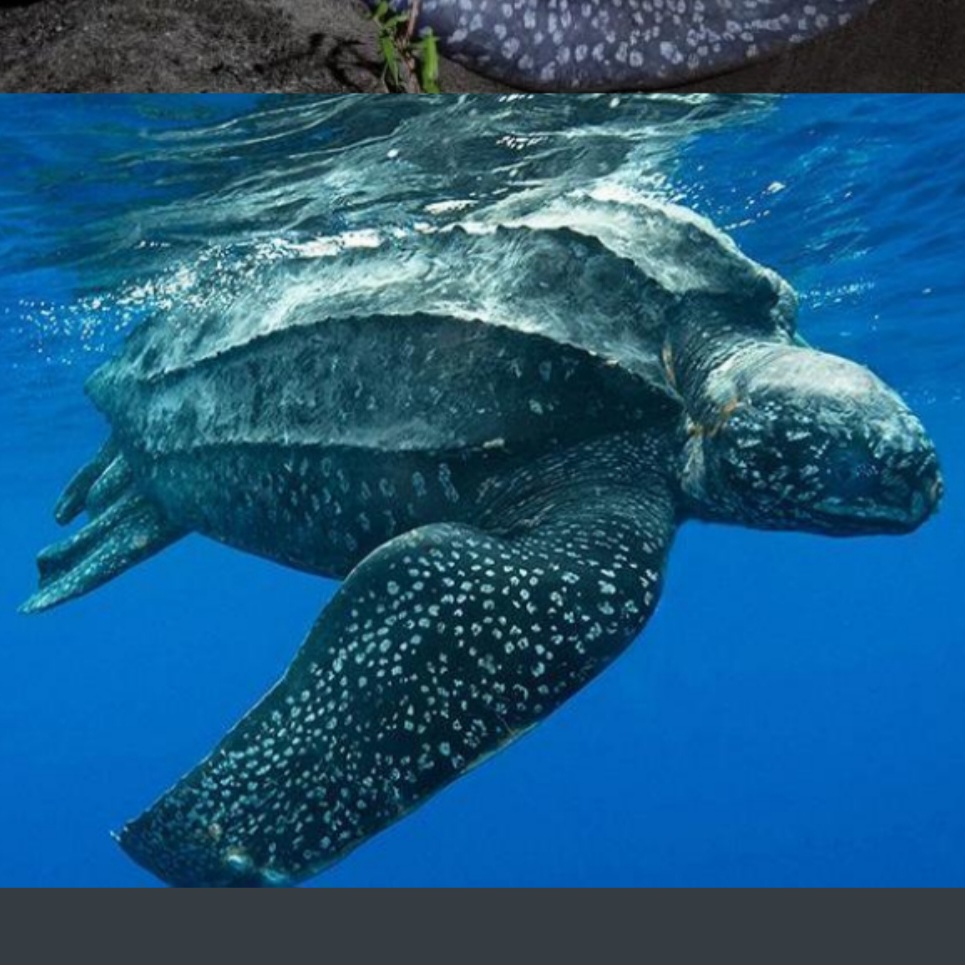 <p>name this animal</p>