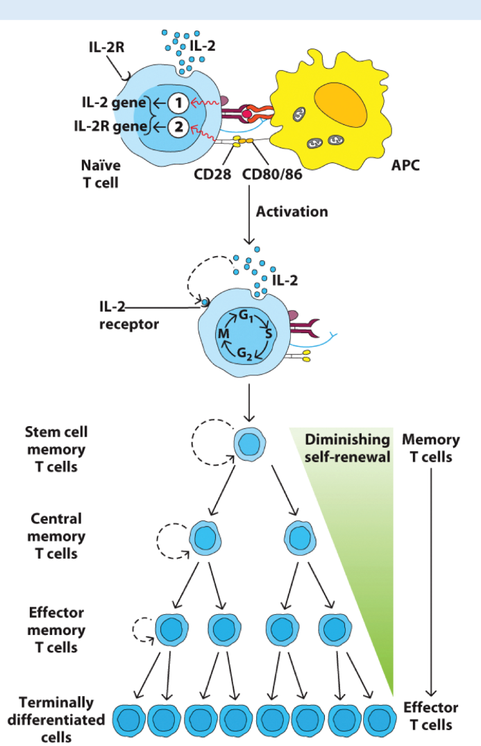 <p><strong>Clonal Expansion</strong></p><ul><li><p>Initial activation signals 1 and 2 induce</p><ul><li><p>Upregulation of _ genes, e.g., Bcl-2.</p></li></ul></li><li><p>Transcription of _ and _ genes</p><ul><li><p>Autocrine and paracrine signaling.</p></li><li><p>Potent cytokine and growth factor crucial for the proliferation, survival, and differentiation of T cells</p></li></ul></li></ul><ul><li><p>Outcome is activation and robust proliferation.</p></li><li><p>Production of memory cells and effector _.</p></li></ul><p></p>