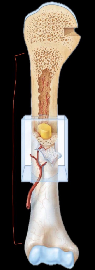 <p>What part of the bone is this?</p>