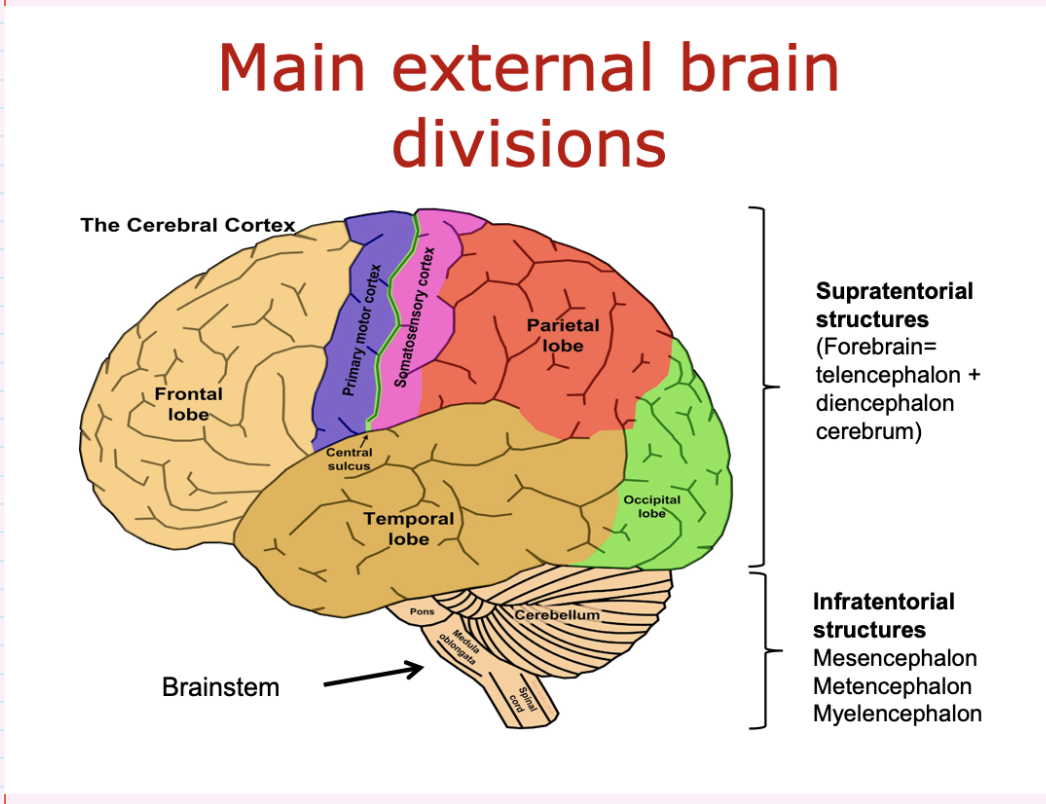 <ul><li><p>frontal lobe</p></li><li><p>temporal lobe</p></li><li><p>occipital lobe</p></li><li><p>parietal lobe </p></li><li><p>brainstem</p></li><li><p>cerebellum</p></li></ul><p></p>