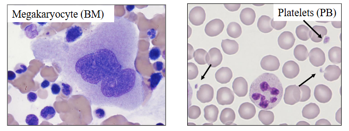 <p>How are Platelets made</p>