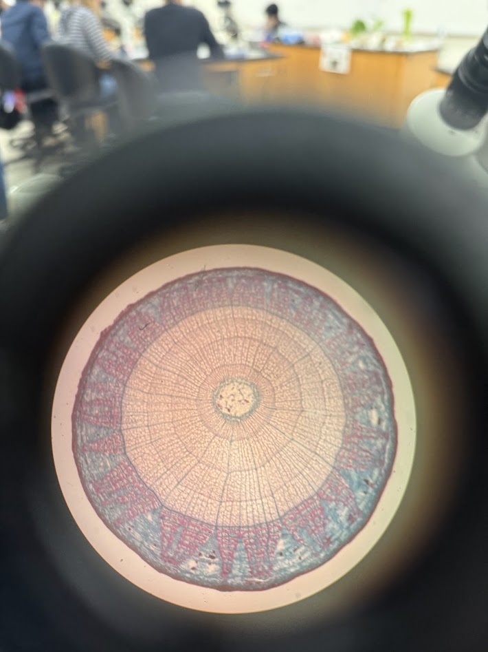 <ol><li><p>what is this a cross section of?</p></li><li><p>what is the dark ring on the outside?</p></li><li><p>what is the open ring on the inside?</p></li></ol><p></p>