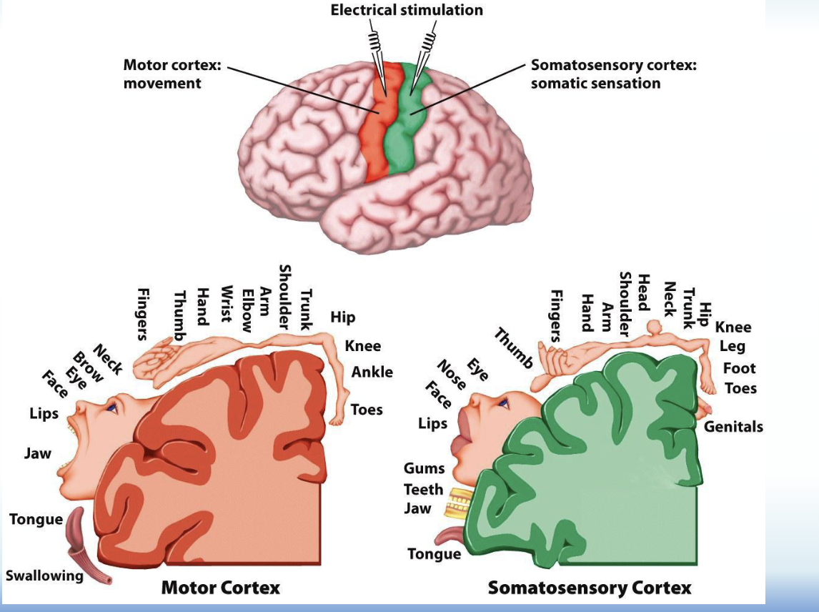<p>Little human representation in head</p>