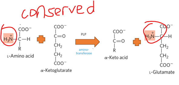 <p>Transamination reactions do NOT generate ammonia, what do they do instead</p>