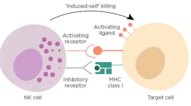<ul><li><p>NK cells can also detect cancerous cells and apoptose them. this is because Tumour cells and virally infected cells often overexpress activating ligands on their surface</p></li></ul><p></p>