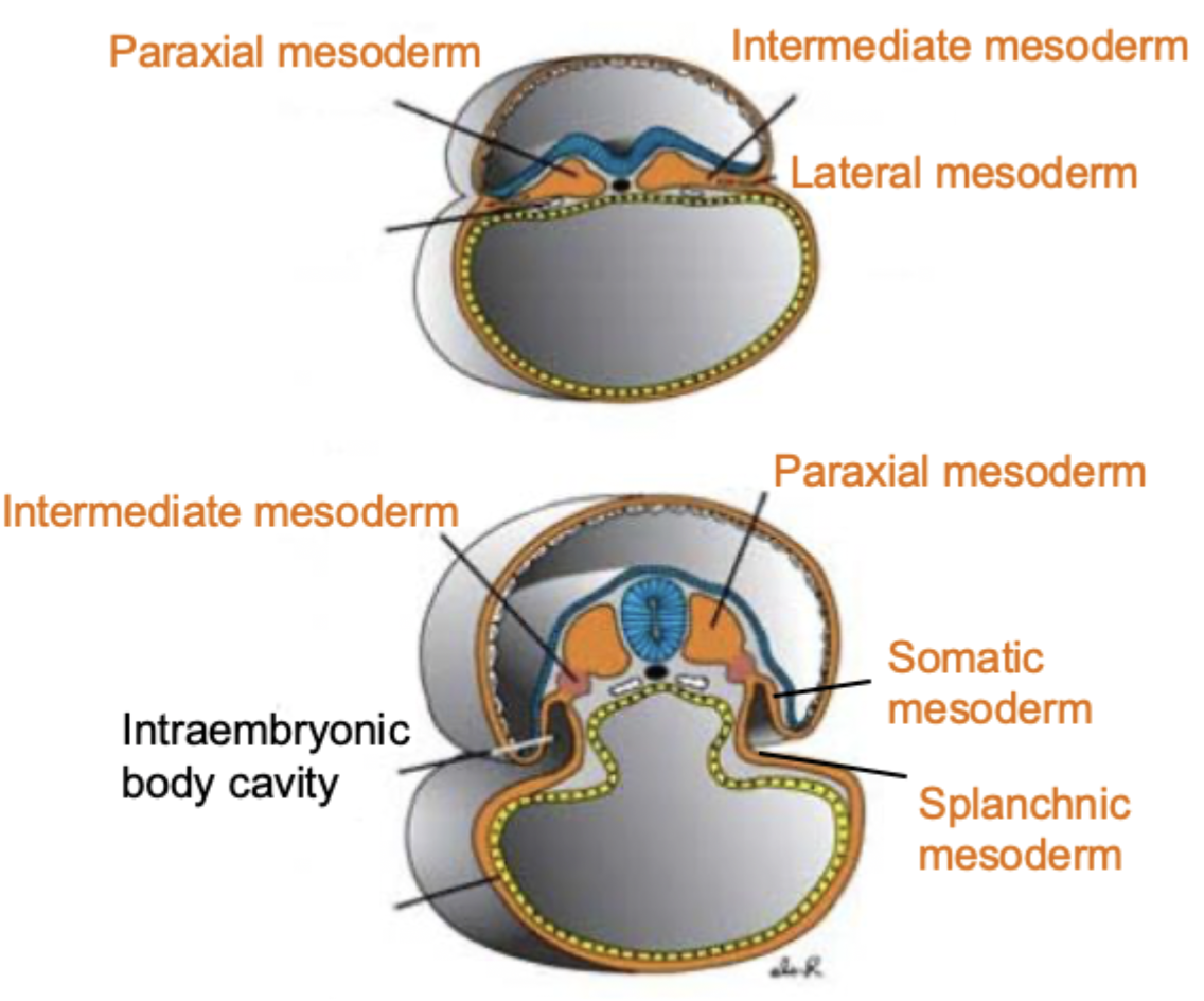 <p>Divided into:</p><ul><li><p>Paraxial mesoderm. </p></li><li><p>Intermediate mesoderm. </p></li><li><p>Lateral mesoderm. </p></li></ul><p></p>
