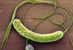 <p>Disruption of Cellular Function</p>
