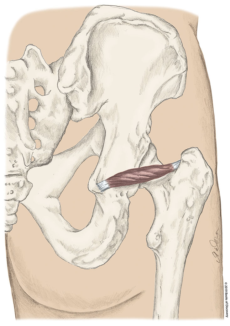 <p>gemellus superior action</p>