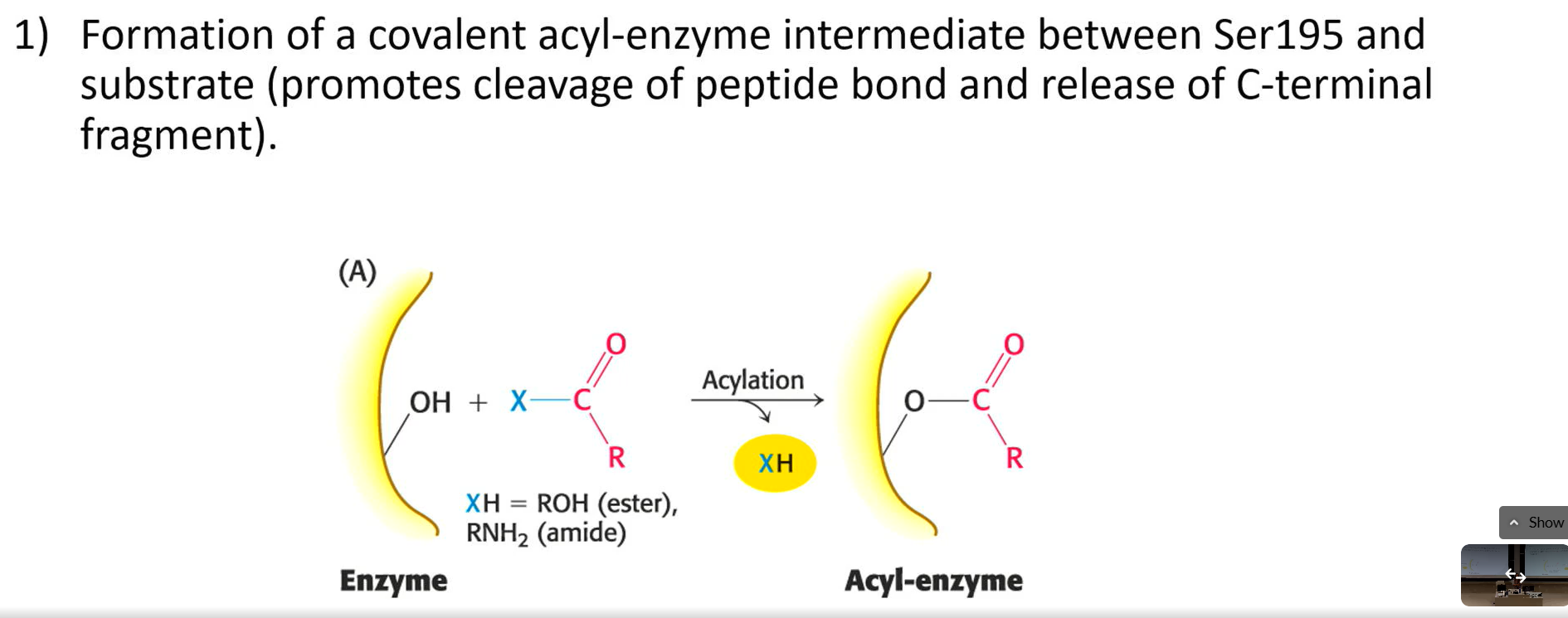 <p>formation of a covalent acyl-enzyme intermediate between ser195 and substrate (promotes cleavage of peptide bond and release of C terminal fragment)</p>