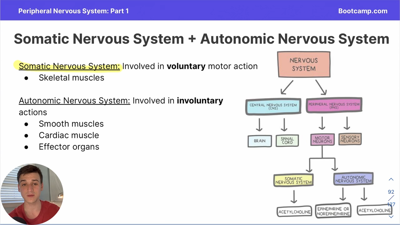 <p>part of the peripheral nervous system, involved in involuntary actions </p>