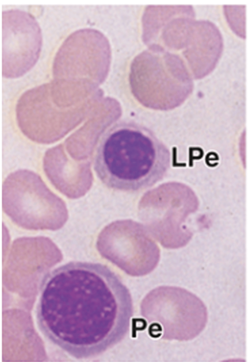 <p>How does the size of a polychromatophilic erythroblast change?</p>