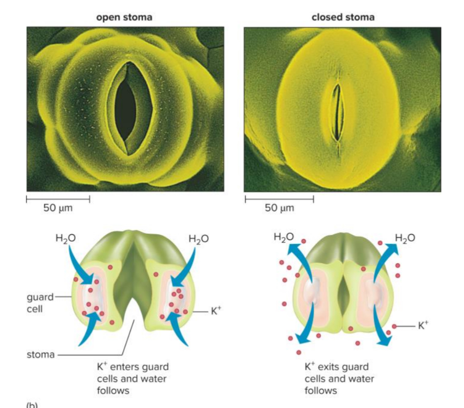 <p>What is included in a stomal apparatus?</p>