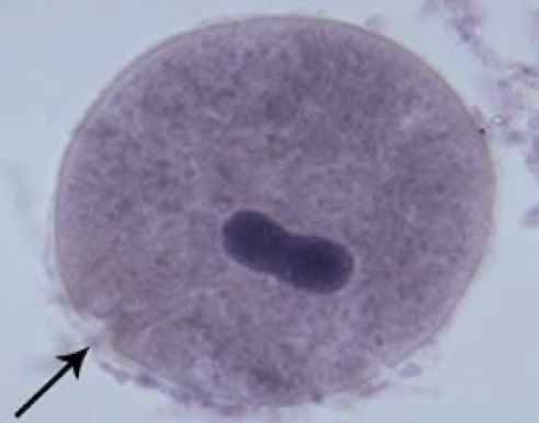<p>What Amaeba is this?</p>