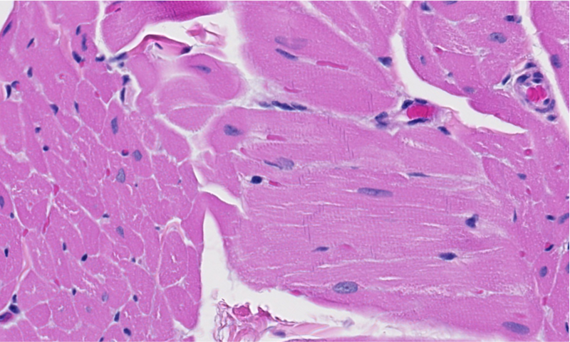 <p><span style="font-family: "Calibri Light";">ID the type of muscle.</span></p>