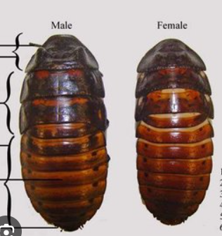 <p>ID segments and its sclerites</p>