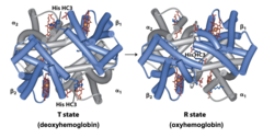 <p>There are two confirmation of hemoglobin T state (Tense) which is the low affinity, it has low po2 and has a large cavity inside of the hemoglobin and R state (relaxed) which is high affinity, it has a high po2 and no cavity because it's fill with oxygen</p>