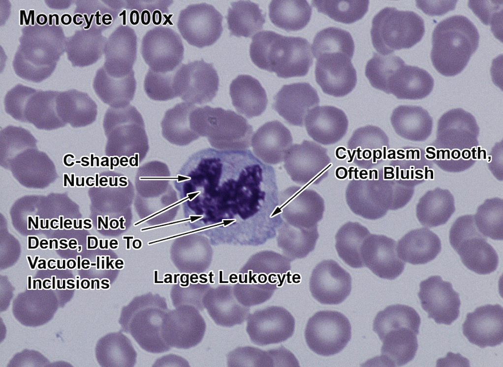 <p>Largest Leukocytes, kidney shaped </p>