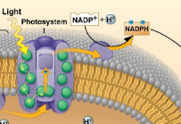 <ul><li><p>After photosystem I there is another short electron transport chain</p></li><li><p>Electrons are passed to NADP+ to reduce it to NADPH</p></li></ul><p></p>