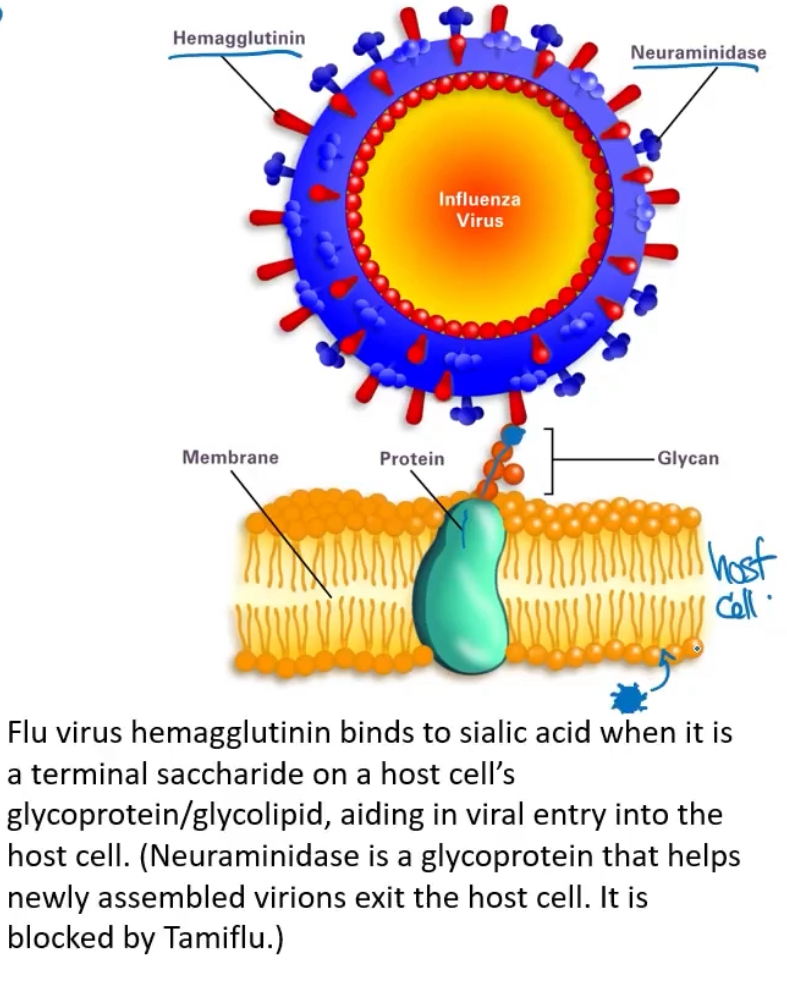 <p>Lectins are pritnes that read the sugar codes provided via oligosacchardes. They medicate many bioligical processes.. </p><p>Lectins are protiens or glycoprotiens that bind carbohydrates with high specificity and affinity. Sugars or other olgosaccharides on the outtside of a cell can recognize another cell via its lectin. They are useful for recognition of other cells ( such invading microorganisms) and thus are part of the immune response in plants and animsla. </p><p>Their functions include </p><p>-cell to cell recognition </p><p>-signaling </p><p>-adhesion</p><p>-intracellular targeting of newly synthezied protiens </p><p></p><p>There are some lectin on the outside of the influenza virus, specifically hemagglutinin (which binds to salic acid). this aids in viral entry of host cell,.</p><p>Nueromainidase are also lectins</p><p></p>