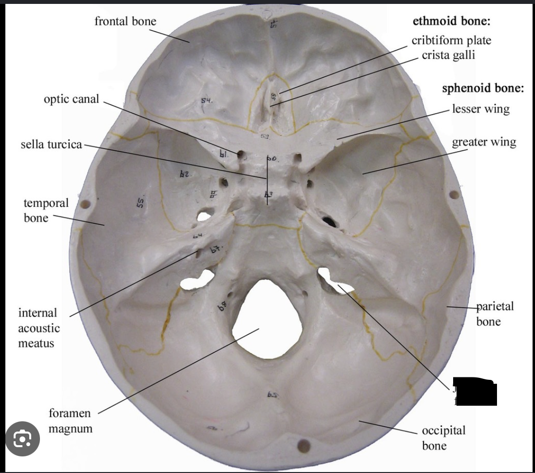 <p>Vein; above the carotid</p>