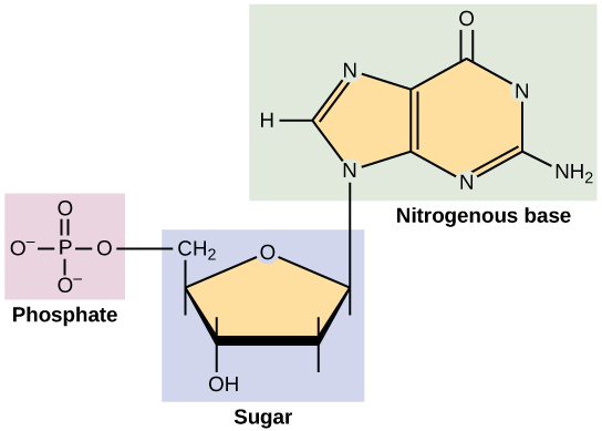<p>elements: C H O N P</p><p>DNA and RNA</p>