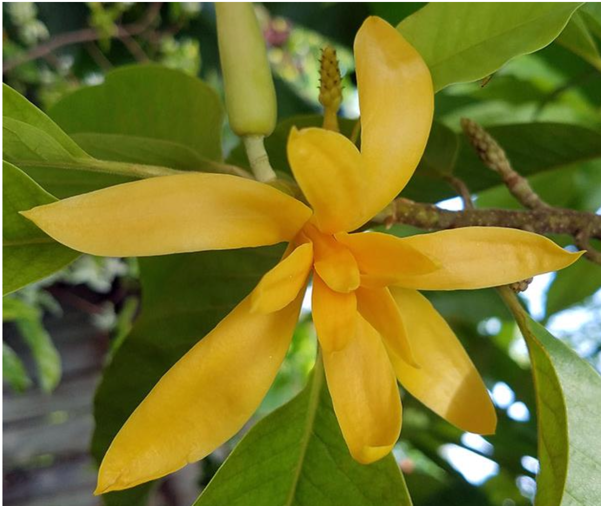 <p>What kind of</p><p class="p1">symmetry does</p><p class="p1">this flower have?</p>