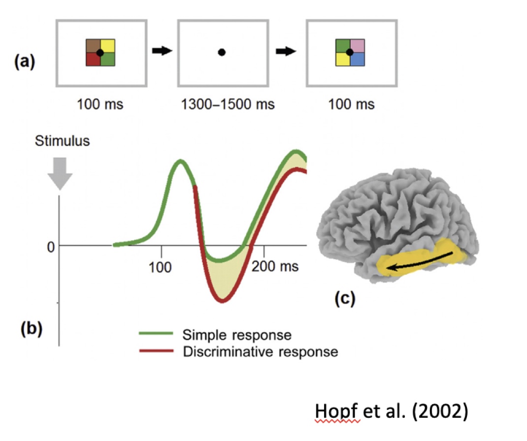 <p>how do we know?</p><ul><li><p>simple response</p><ul><li><p>press button for any colorful stimulus </p></li></ul></li><li><p>discrimination response </p><ul><li><p>press on button if red is present another button when red is absent </p></li></ul></li><li><p>The N1 component has a larger amplitude when visual discrimination is required </p></li></ul><p></p>