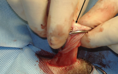 <p>What step of an open castration is being shown?</p>