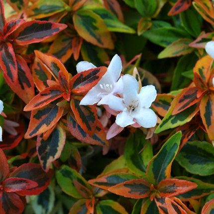 <p>abelia ‘kaleidoscope’, 2-3ft tall mature, semi-evergreen</p>