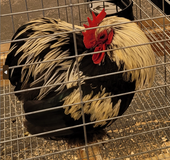 <p>What kind of Cock is this?</p>