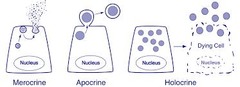 <p>A strategy of secreting hormones via exocytosis</p><p>- salivary and most exocrine glands</p>