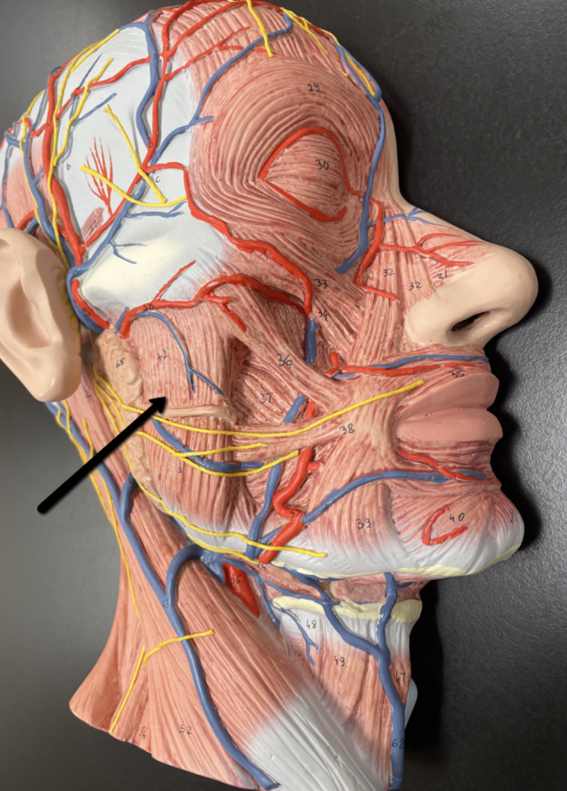 <p>Identify the muscle indicated by the pointer.</p>
